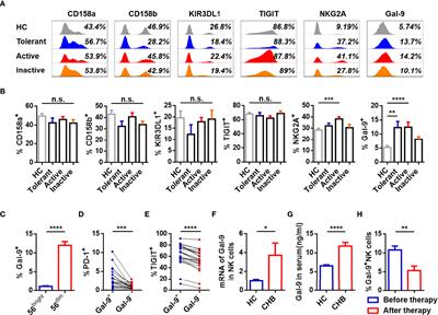 Natural Killer Cells Induce CD8+ T Cell Dysfunction via Galectin-9/TIM-3 in Chronic Hepatitis B Virus Infection